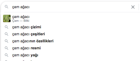 Google arama çubuğunda çam ağacı sorgusu ve otomatik tamamlama önerileri.